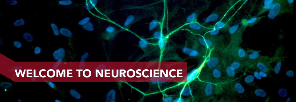 About Neuroscience